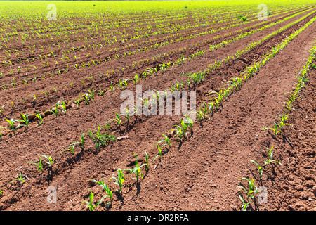 Corn fields sprouts in rows in California agriculture plantation USA Stock Photo