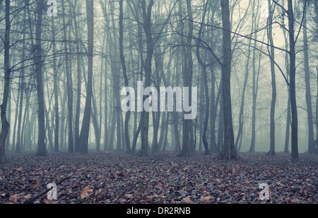 Foggy evening in the autumn forest Stock Photo