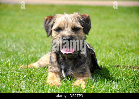 portait of border terrier puppy on grass with pink tongue hanging out Stock Photo