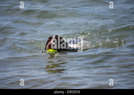 cute working type english springer spaniel playing in the sea Stock Photo