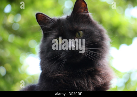 Handsome long haired black cat Stock Photo