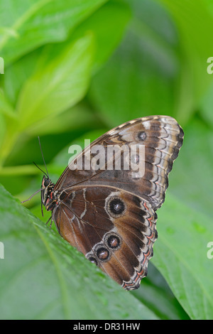 Blue Morpho Butterfly: Morpho peleides. Underside of wings. Stock Photo