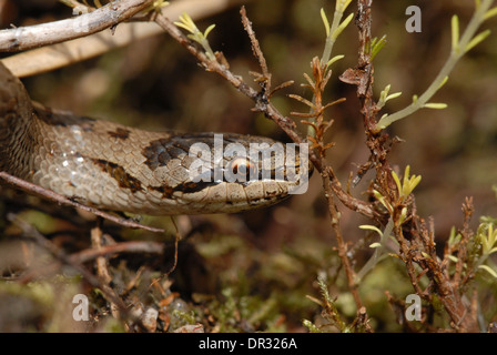 Smooth snake (Coronella austriaca). Head. Stock Photo