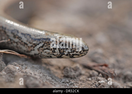 Slow-worm (Anguis fagilis). Head of an adult, photographed on chalkland at Fackenden Down, Kent. Stock Photo