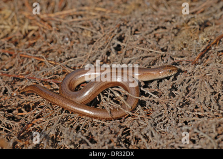 Slow-worm (Anguis fagilis). Adult photographed on heathland. Stock Photo