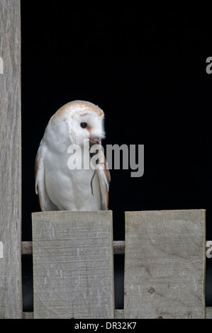 Barn owl (Tyto alba) at barn entrance with prey.