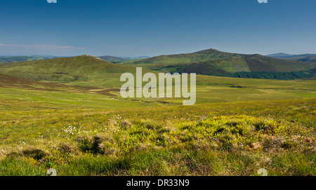 Bogland in early June near Sally Gap, WIcklow Mountains, County Wicklow, Ireland Stock Photo