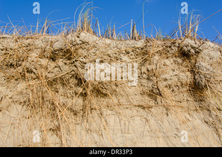 Marram Grass, Ammophila and their root system as seen from below Stock Photo