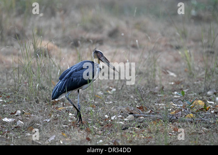 Lesser Adjutant Stork, Leptoptilos javanicus Stock Photo