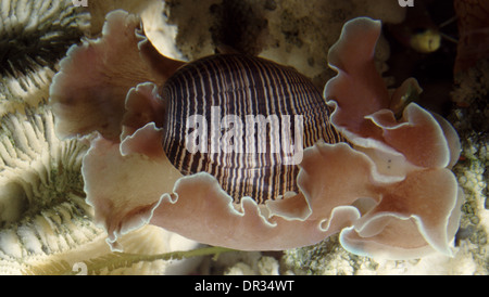 Bubble shell or Brown-lined paper bubble (Hydatina physis) Stock Photo