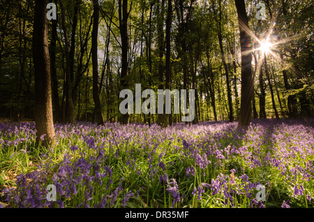 Bluebells in full colour during the spring. These woods/forest get covered and the last light of the day hits perfectly. Stock Photo