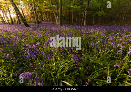 Bluebells in full colour during the spring. These woods/forest get covered and the last light of the day hits perfectly. Stock Photo