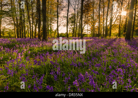 Bluebells in full colour during the spring. These woods/forest get covered and the last light of the day hits perfectly. Stock Photo