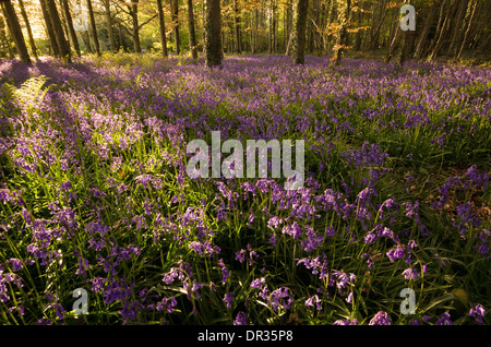 Bluebells in full colour during the spring. These woods/forest get covered and the last light of the day hits perfectly. Stock Photo