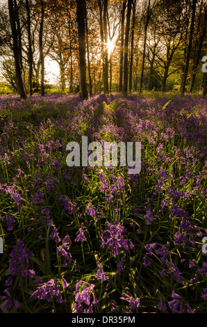 Bluebells in full colour during the spring. These woods/forest get covered and the last light of the day hits perfectly. Stock Photo