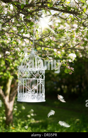 Vintage birdcage hanging from an apple blossom tree in spring with floating feathers Stock Photo