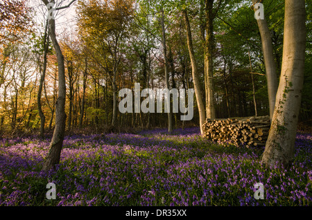 Bluebells in full colour during the spring. These woods/forest get covered and the last light of the day hits perfectly. Stock Photo