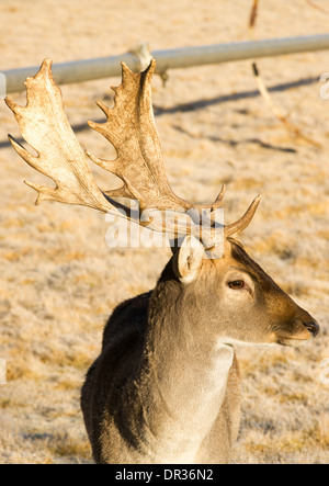 A young male Deer Buck stays close to engage with photographer Stock Photo