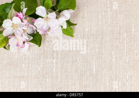 Natural linen background with spring apple blossom flowers Stock Photo
