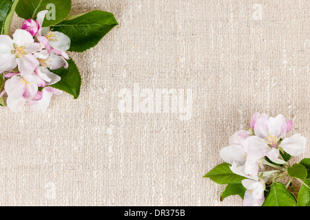 Natural linen background with spring apple blossom flowers Stock Photo