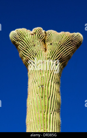 Saguaro cactus crown in the Ajo Mountains, Organ Pipe Cactus National Monument, Arizona USA Stock Photo