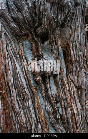 More than 700 years old tree - Chujian Bai (Touch Evil Cypress) in ...