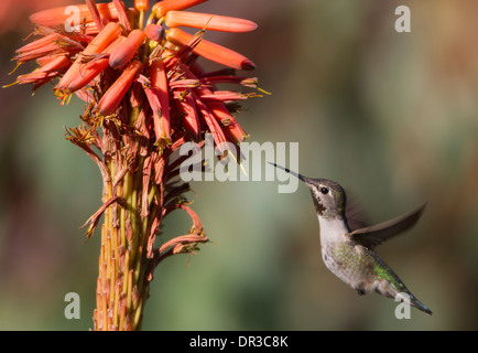 Anna's Hummingbird Feeding on Aloe Blossom Stock Photo