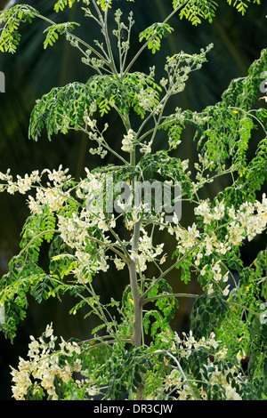 Moringa oleifera, Drumstick Tree / The Miracle Tree flowering. India Stock Photo