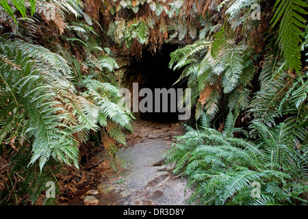 Arched stone entrance to glow worm tunnel - disused railway tunnel - concealed by  lush forest of tree ferns at Newnes NSW Aust Stock Photo