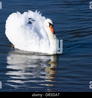 Male Mute swan or Cygnus olor swimming in blue water on april day Stock Photo