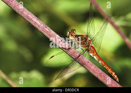 Resting red Vagrant darter or Sympetrum vulgatum dragonfly in summer Stock Photo
