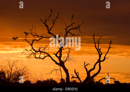 Spectacular and gaudy outback sunset with cockatoos landing on limbs of sculptural dead tree silhouetted against  golden sky Stock Photo