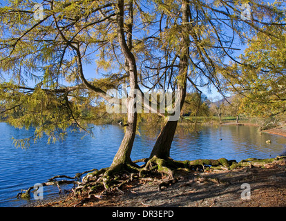Two larch trees at the water's edge, autumn, Calf Close Bay, Derwentwater  near Keswick, Lake District, Cumbria England UK Stock Photo