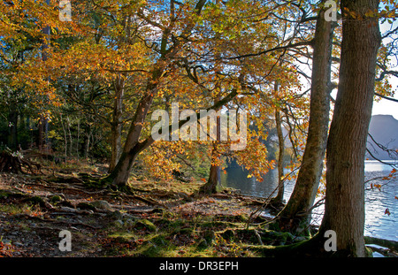 Autumn colour, lakeside woodland, Calf Close Bay, Derwentwater, near Keswick, Lake District National Park, Cumbria, England UK Stock Photo