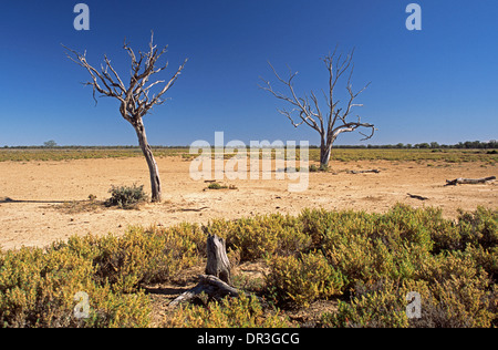 Landscape of vast plains , saltbush, and two dead trees under blue sky at Culgoa National Park outback NSW Australia Stock Photo