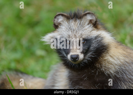 Marderhund, Nyctereutes procyonoides, European Raccoon Dog Stock Photo