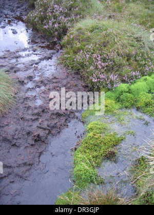 The peat and boggy source of the River Severn in Mid-West Wales Stock Photo