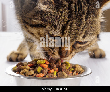 European cat eats dry food Stock Photo