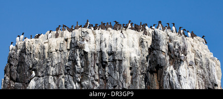 Guillemot (Uria aalge)Nesting on theFarne-Islands Stock Photo