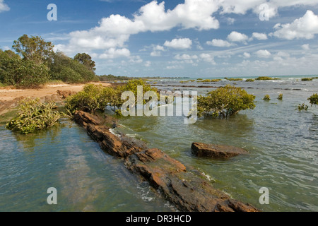 Sandy beach, rocks, and low mangrove trees sprouting from calm blue water under blue sky at Pialba, Hervey Bay, Queensland Stock Photo