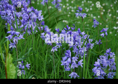 bluebells in Glastonbury Abbey gardens in spring, Glastonbury UK Stock Photo