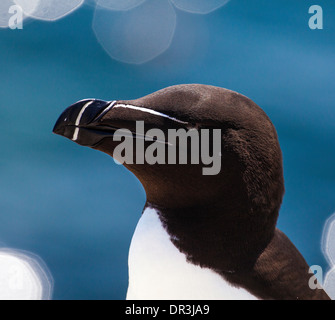 Razorbill (Alca torda) nesting on the Farne Islands Stock Photo