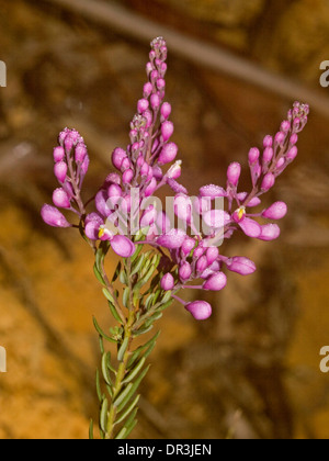 Cluster of purple / pink flowers of Comesperma ericinum - Match Heads - Australian wildflowers Stock Photo