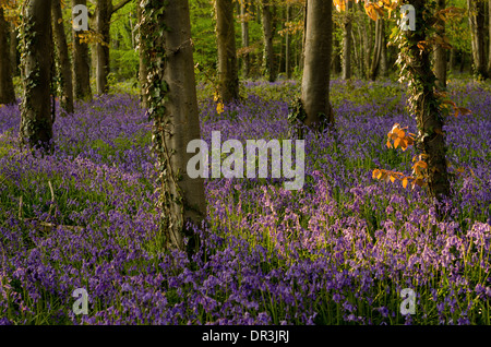 Bluebells in full colour during the spring. These woods/forest get covered and the last light of the day hits perfectly. Stock Photo