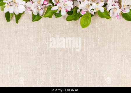 Natural linen background with spring apple blossom flowers Stock Photo