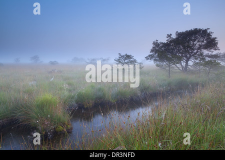 misty summer morning on swamp, Fochteloerveen, Drenthe, Friesland, Netherlands Stock Photo