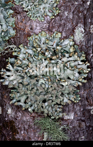 A common lichen widespread in a variety of habitats but mostly found growing on tree branches in woodland Stock Photo