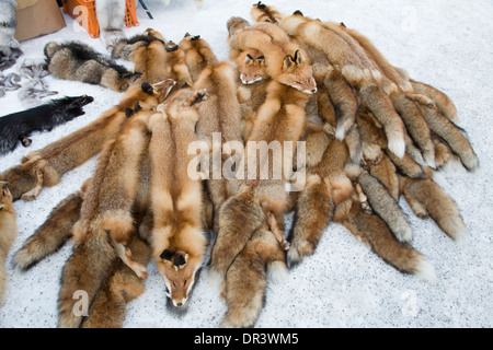 Red fox Vulpes vulpes Skin Jokkmokk fair Laponia Sweden Winter Stock Photo