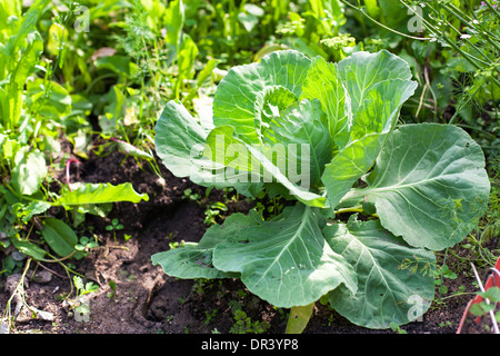 Cabbage on beds in the garden, closeup  Stock Photo