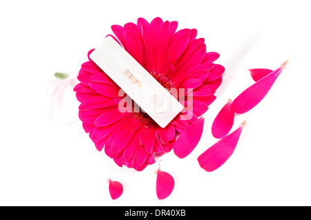 Positive pregnancy test and pink gerbera Stock Photo